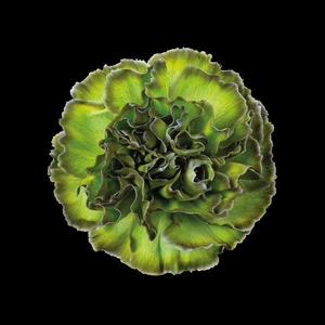 Dianthus St Polar Light