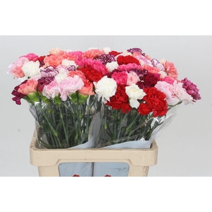 Dianthus St Rainbow