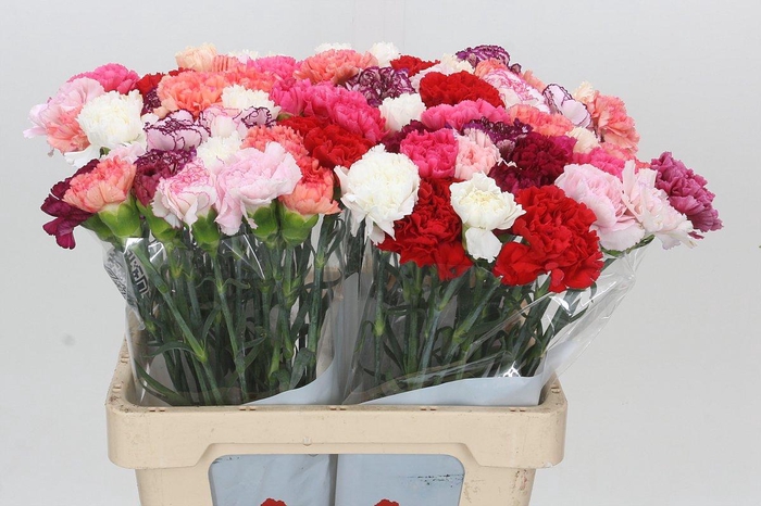 <h4>Dianthus St Rainbow</h4>