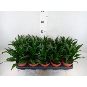 Dracaena frag. 'Compacta'