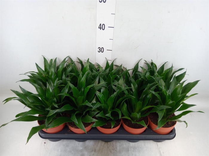 <h4>Dracaena frag. 'Compacta'</h4>