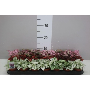 Hypoestes Ph Gemengd