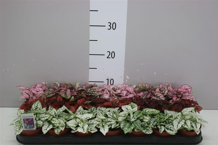 <h4>Hypoestes Ph Gemengd</h4>