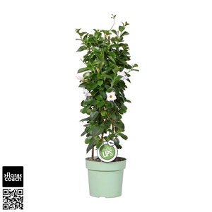 MoreLIPS® Dipladenia Sundaville wit piramide