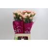 Dianthus St Happy Hoshi