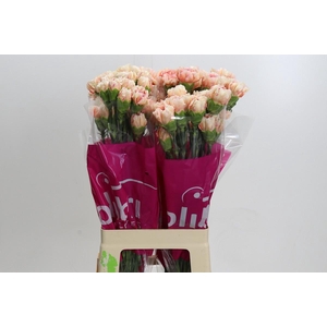 Dianthus St Happy Hoshi