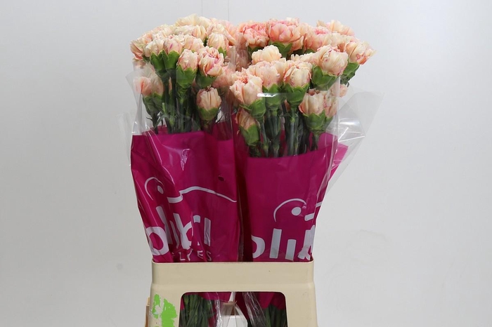 Dianthus St Happy Hoshi