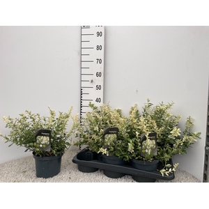 EUONYMUS FO HARLEQUI