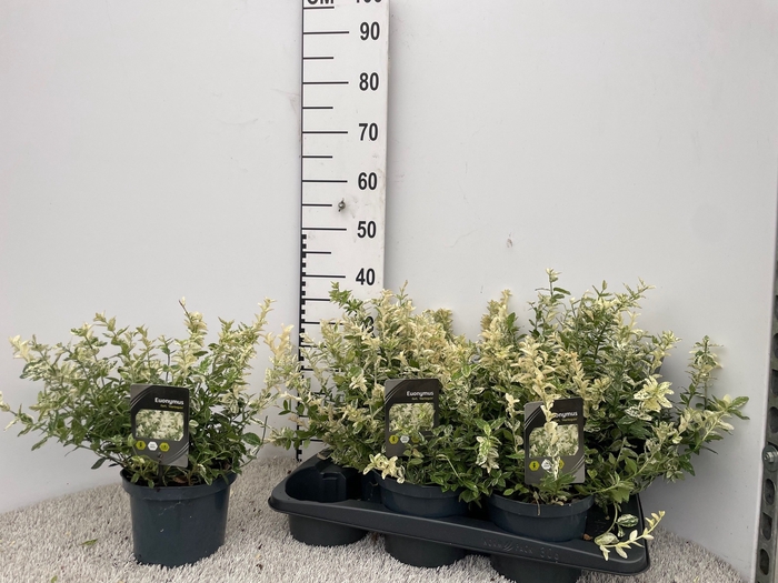 <h4>EUONYMUS FO HARLEQUI</h4>