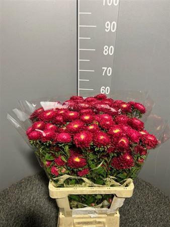 <h4>Callis Mats Red Stri</h4>