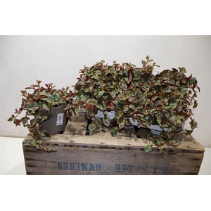 arr8 Persi Capitata Caramel Candy