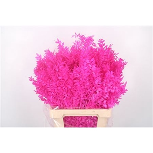 Ruscus. Cerise Per Stem