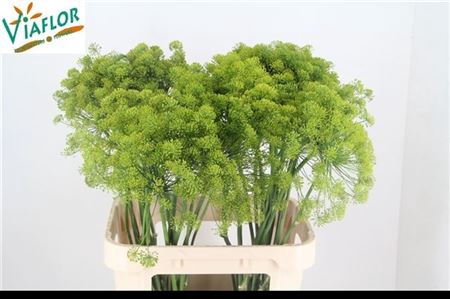 <h4>Anethum Graveolens Xxl</h4>