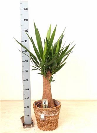 <h4>Yucca In Mand</h4>