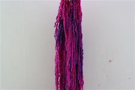 <h4>Pres Amaranthus Caud Neon Bunch Slv</h4>