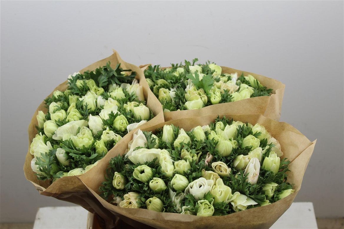 <h4>Anemoon White</h4>