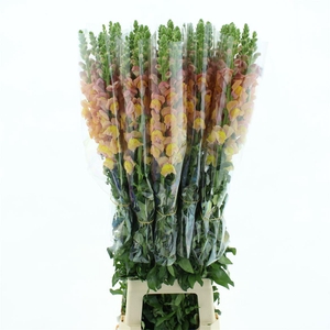 Antir Op Brons Extra X L