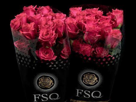 <h4>R Gr Hot Explorer</h4>