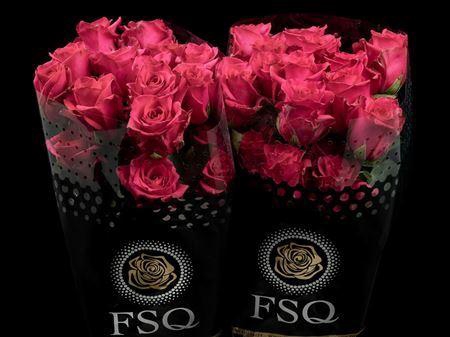 <h4>R Gr Hot Explorer</h4>