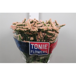 Lim S Glow Sun Birds Apricot