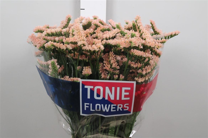 <h4>Lim S Glow Sun Birds</h4>