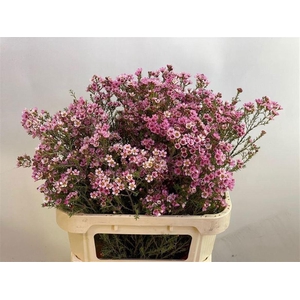 CHAME SARAHS DELIGHT