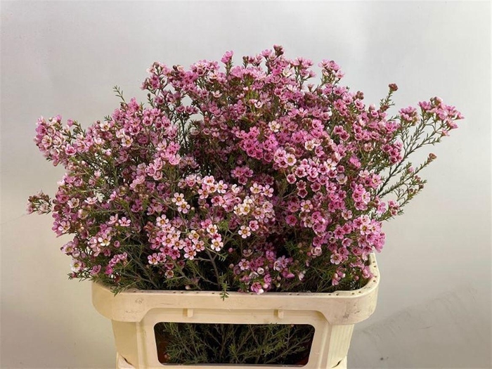 <h4>CHAME SARAHS DELIGHT</h4>