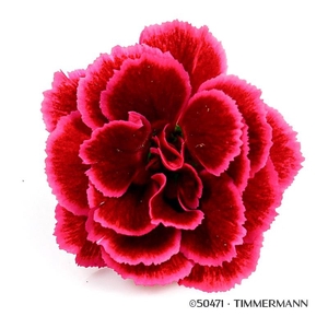 DIANTHUS CARYOPHYLLUS