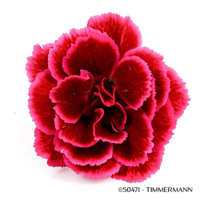 <h4>DIANTHUS CARYOPHYLLUS</h4>