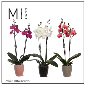 Mimesis Phal. Mix - 2 spike 12cm in Nadia mix ceramic