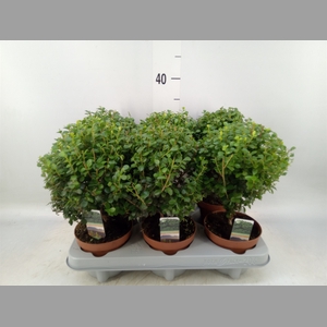 Myrsine africana