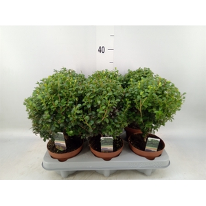 Myrsine africana