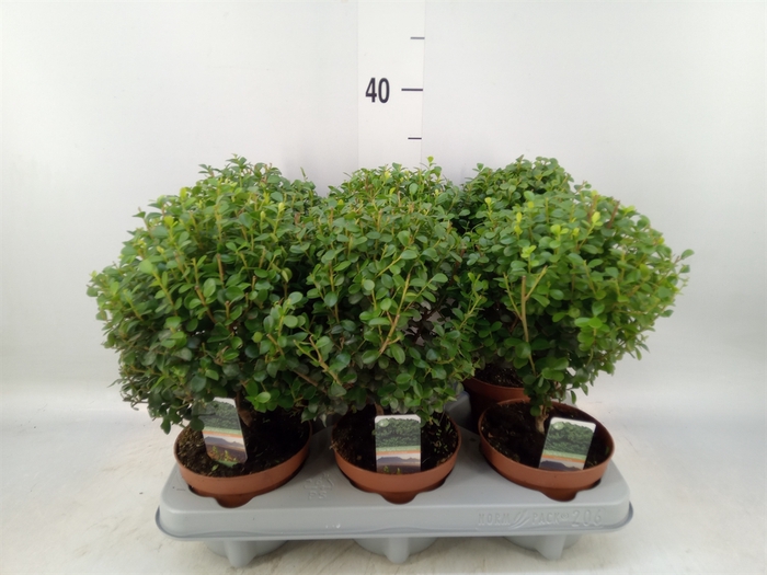 <h4>Myrsine africana</h4>