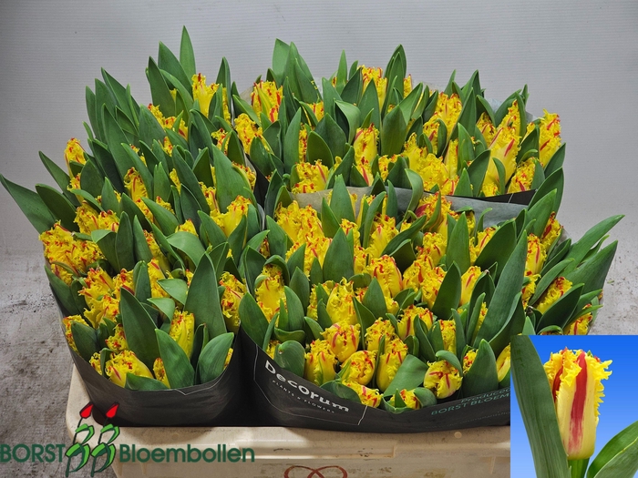 <h4>TU FR PHANTOM</h4>