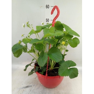 Fragaria ananassa 'Elsanta'