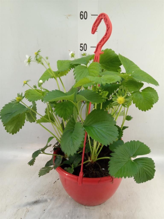 <h4>Fragaria ananassa 'Elsanta'</h4>