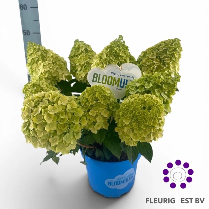 <h4>HYDR PA BLOOM CIRRUS</h4>