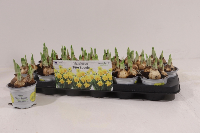 <h4>NARC D TETE BOUCLE</h4>