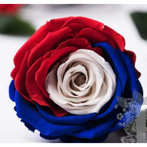 R Gr Tinted French Flag 60cm EC
