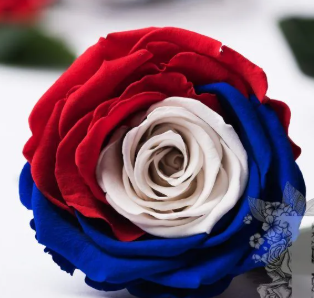 <h4>R Gr Tinted French Flag 60cm EC</h4>