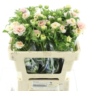 RAN BUTTERFLY ARIADNE*