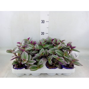 Tradescantia albif. 'Nanouk'