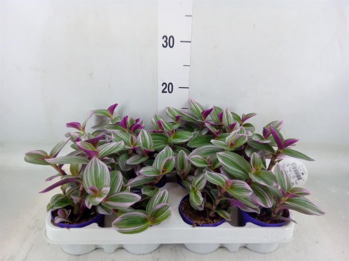 <h4>Tradescantia albif. 'Nanouk'</h4>