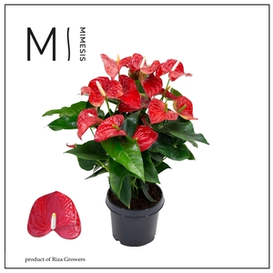 Mimesis Anthurium KARMA Red - 21 cm