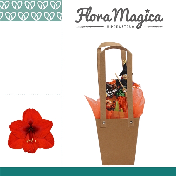<h4>Amaryllis Rood 2 Knop in Giftbag HALLOWEEN</h4>