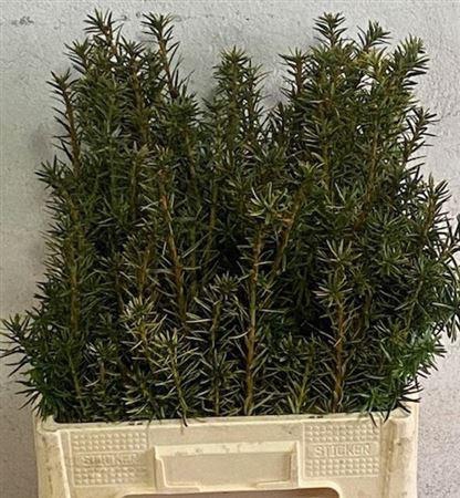 <h4>Taxus B Fas Aurea</h4>