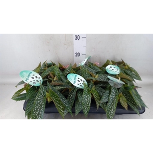 Begonia BD 'Double Dot'