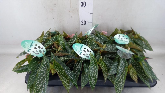 <h4>Begonia BD 'Double Dot'</h4>