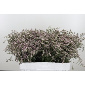 Limonium Sinense Safora Oshi Pink