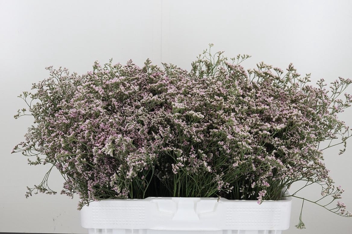 <h4>Limonium Sinense Safora Oshi Pink</h4>